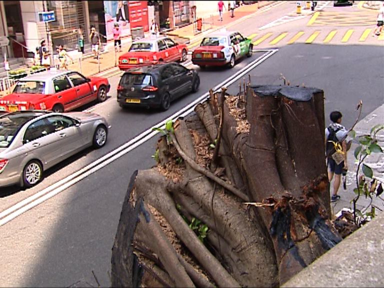 陳茂波：斬樹決定倉卒或惹反感