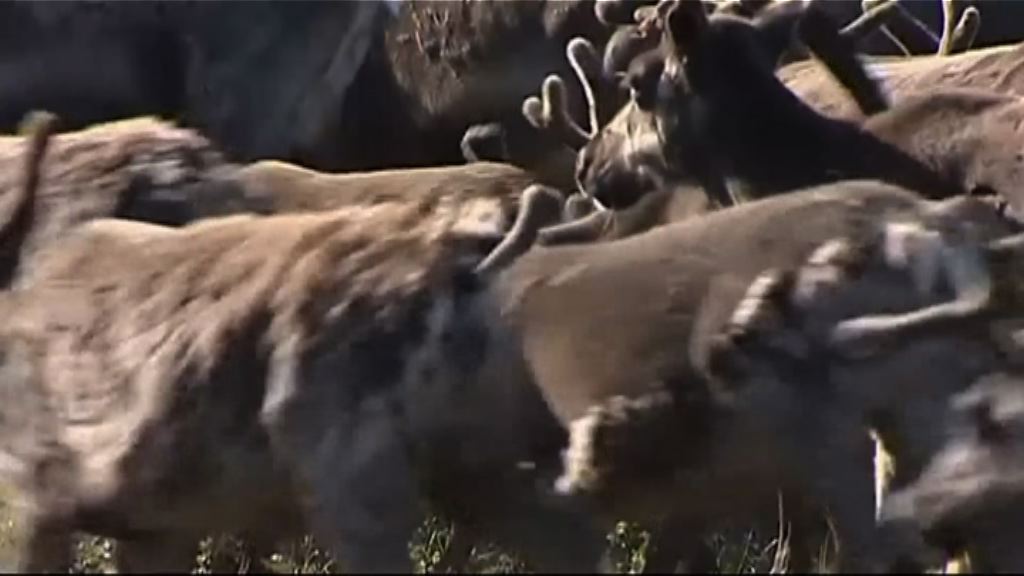 西伯利亞爆炭疽病　俄為70萬馴鹿接種疫苗