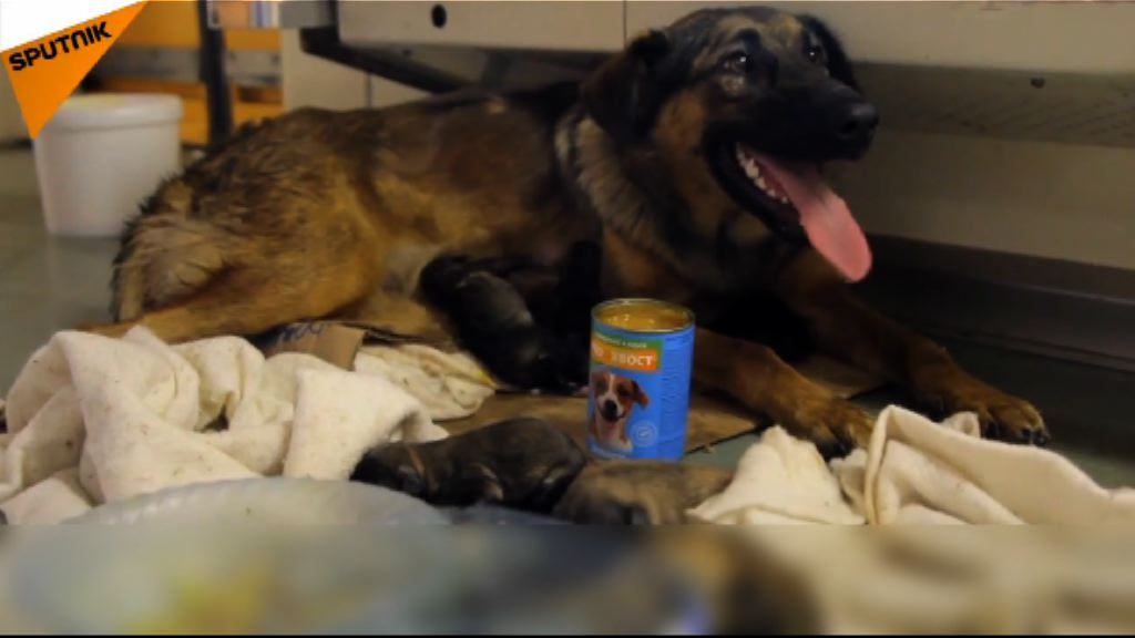 狗媽媽在莫斯科地鐵分娩