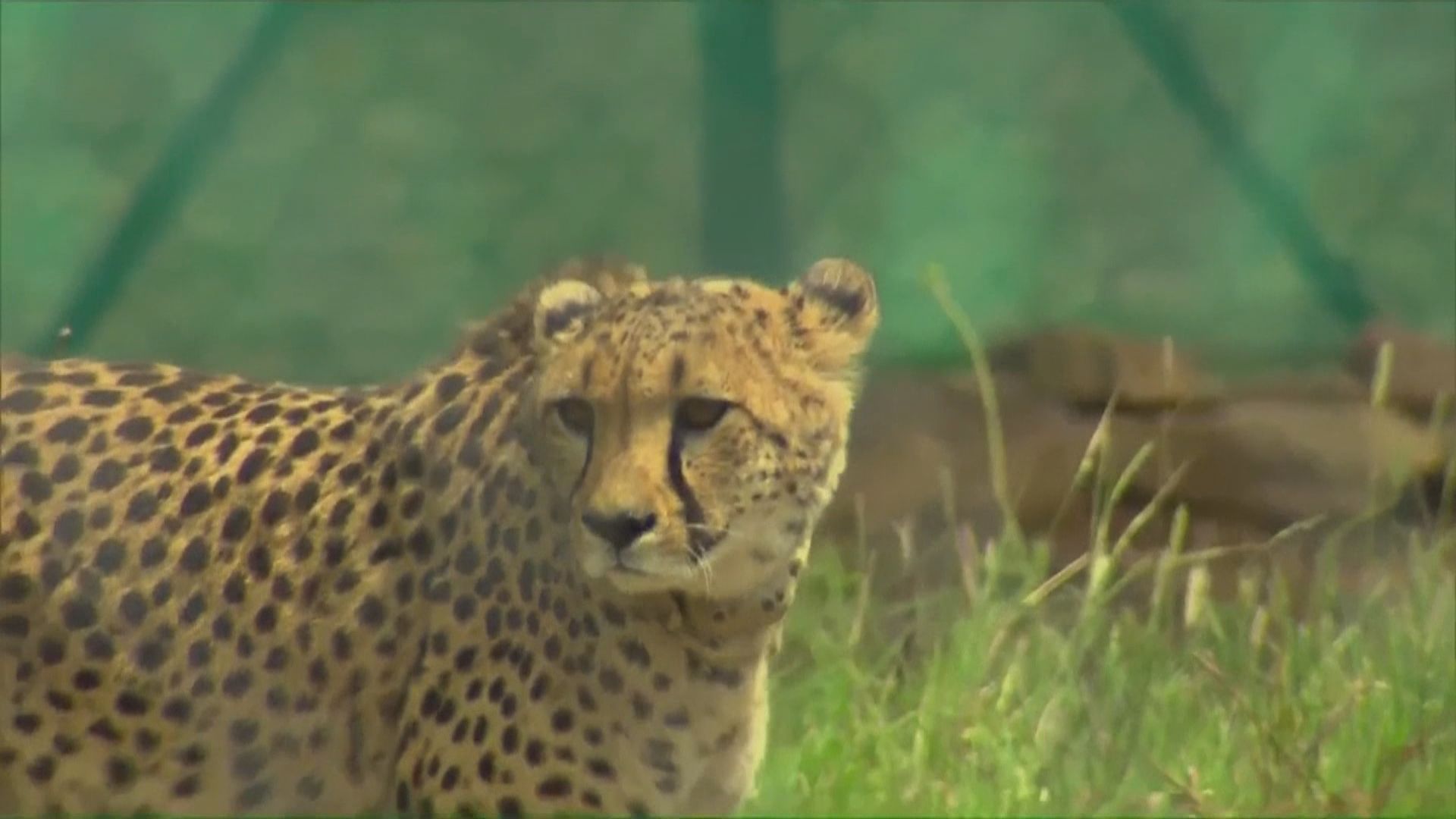 印度10年內將從南非引入逾百隻獵豹