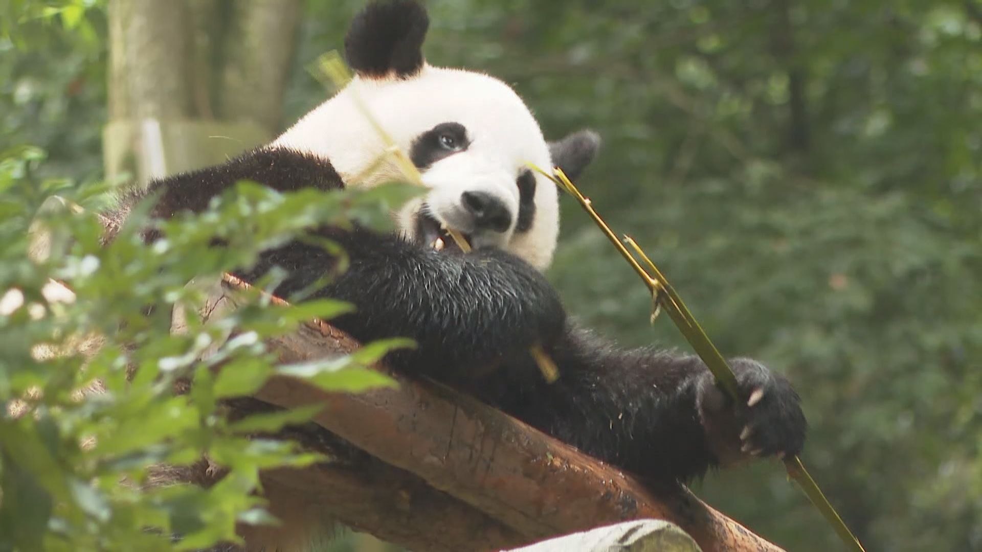 港人有份援建 都江堰大熊貓基地派員赴港交流