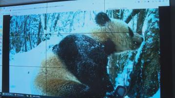 野生大熊貓數量上升 四川設保育區搬遷居民還家園給大熊貓