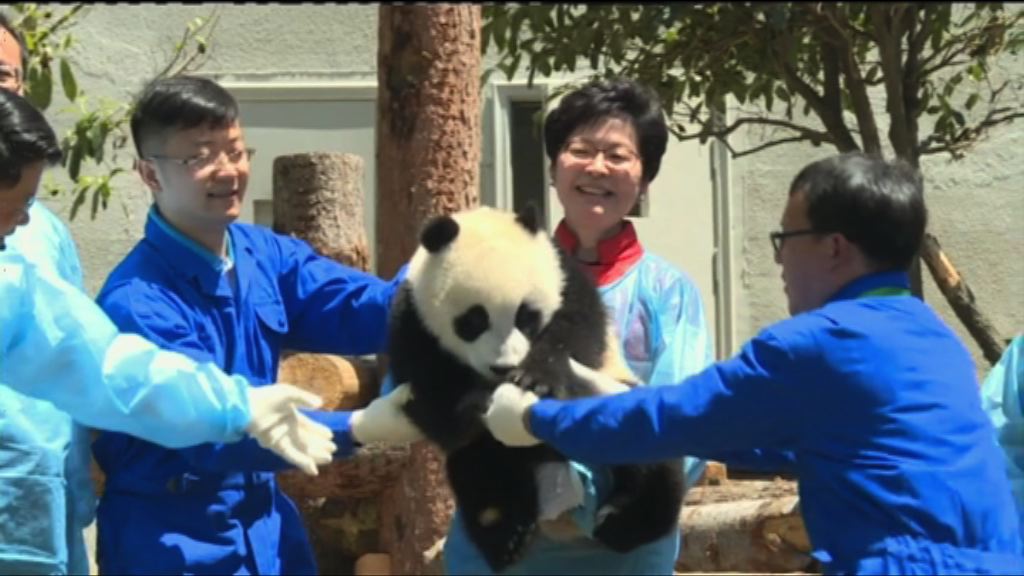 四川大熊貓基地重建完工免費開放予港人參觀