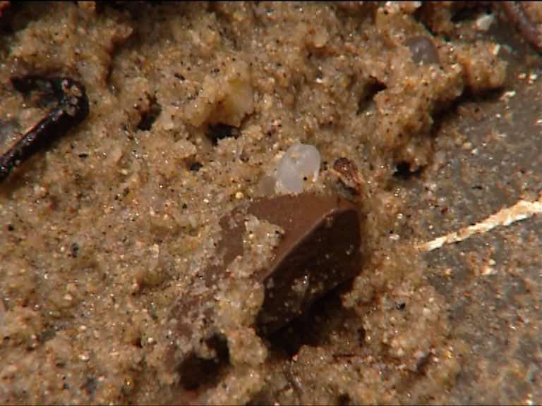 研究發現河流及海洋微塑膠污染嚴重