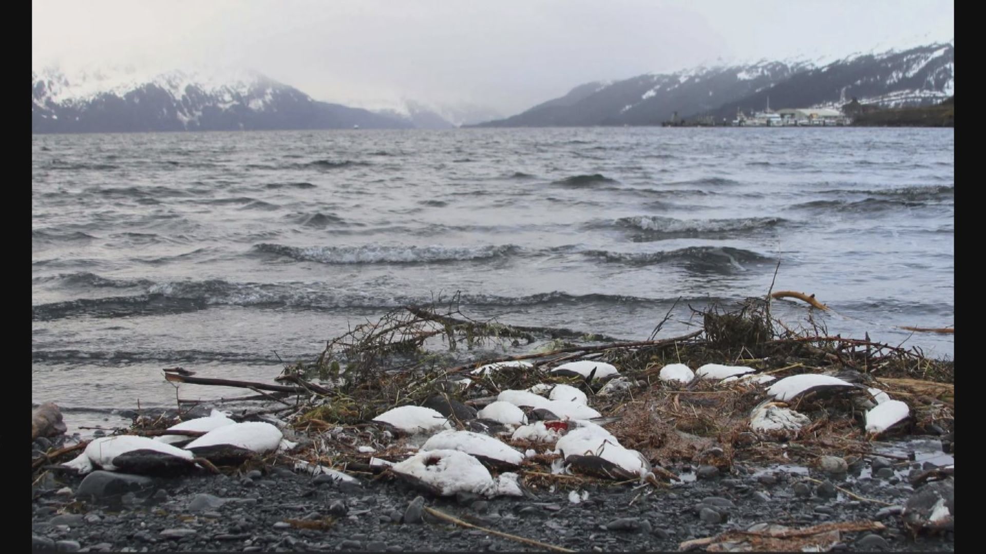 太平洋「暖水塊」致近百萬海鳥死亡