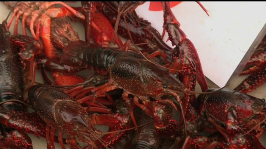 【無命都要食】小龍蝦狂熱值千四億人幣