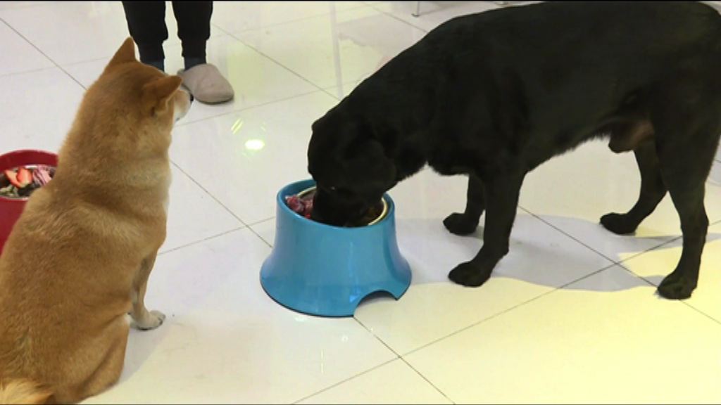 料未來四年內地寵物市場規模每年遞增兩成