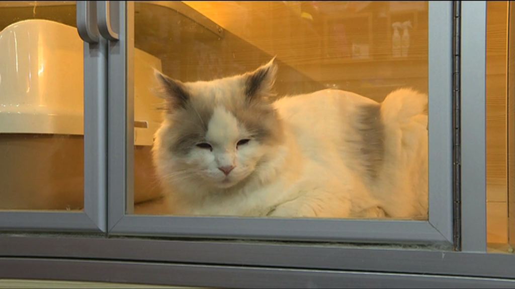 【PetPet係「金」叵羅！】內地「萌經濟」唔講得笑