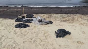 新加坡聖淘沙附近撞船漏油 聖淘沙全島海灘暫停水上活動