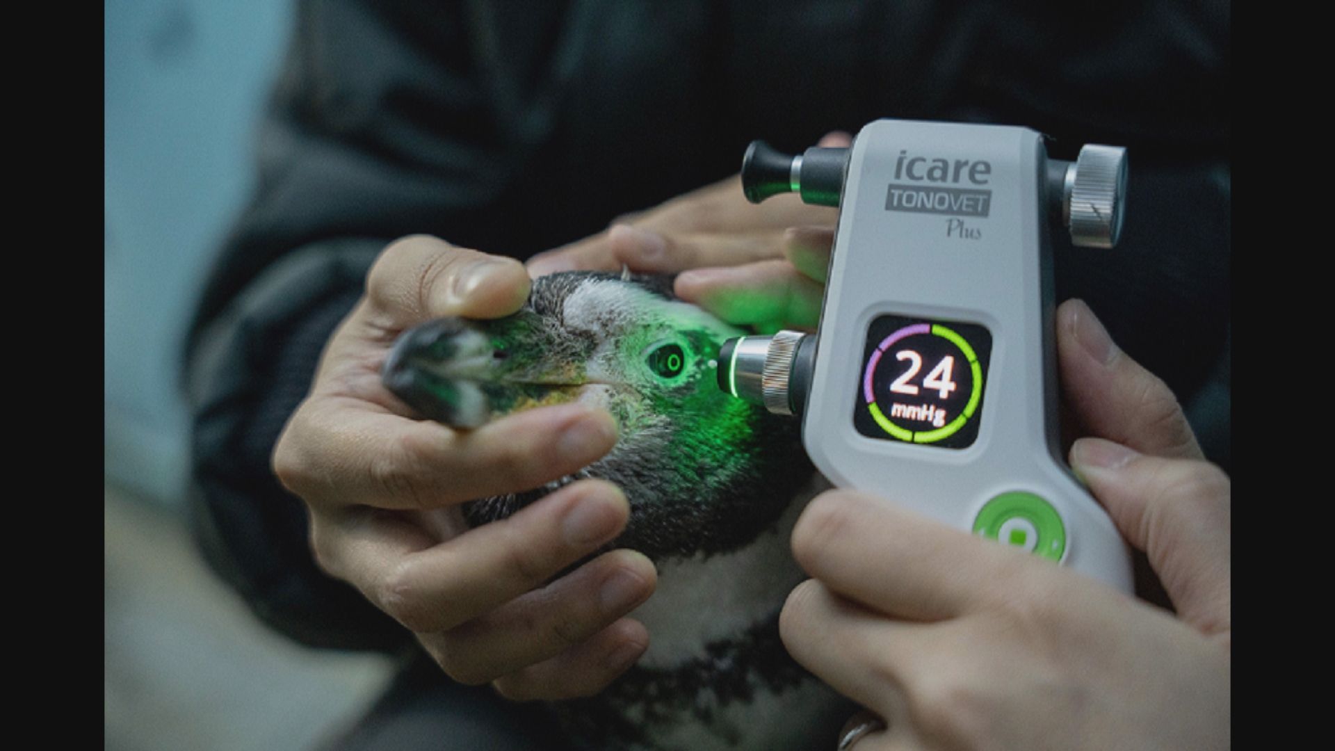 新加坡專家為國王企鵝植入人工晶體改善視力　為全球首例