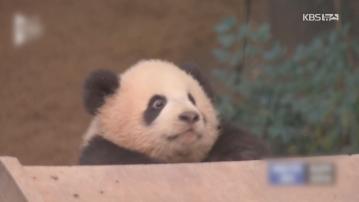 南韓愛寶樂園雙胞胎大熊貓明起與公眾見面