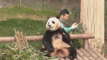 南韓出生大熊貓福寶最後一天同公眾見面