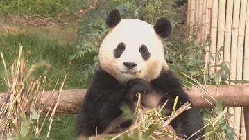 南韓出生大熊貓福寶下月回國 大批民眾把握見面最後時光