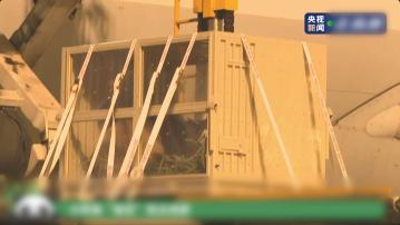 大熊貓福寶由南韓送返中國