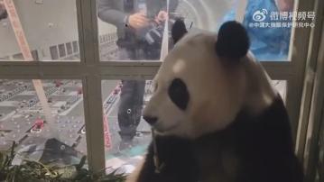大熊貓福寶由南韓送返中國 送往隔離檢疫