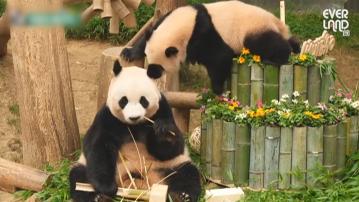 南韓雙胞胎大熊貓睿寶及輝寶一歲生日