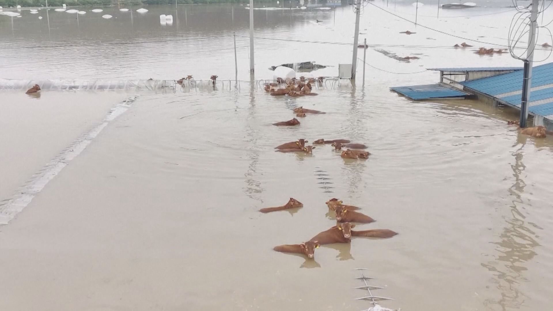 南韓忠清北道洪水淹浸隧道事故 警方將調查地方官員有否失職