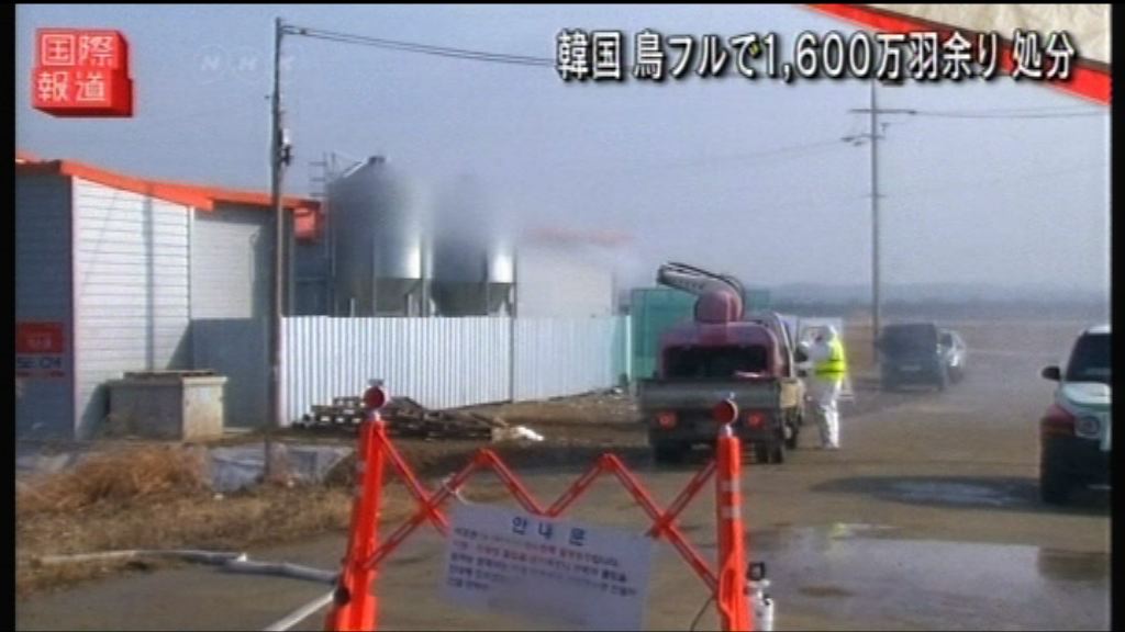 南韓將禽流感危機警報級別升至最高