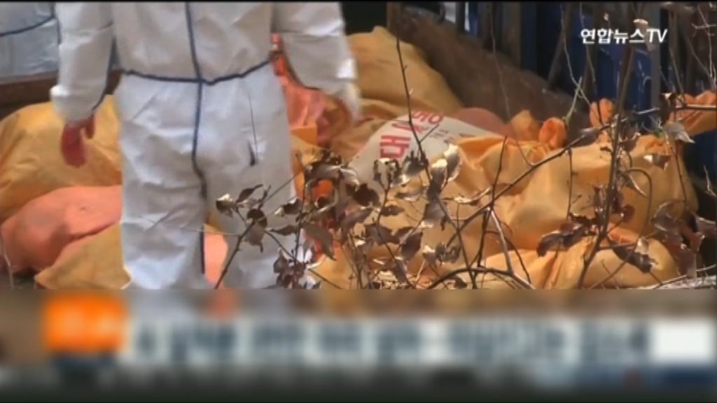 禽流感肆虐　南韓撲殺逾三千萬隻家禽