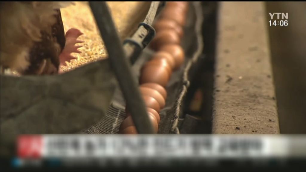 南韓再有養殖場雞蛋含殺蟲劑