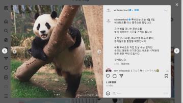 大熊貓福寶下周三由南韓送返中國