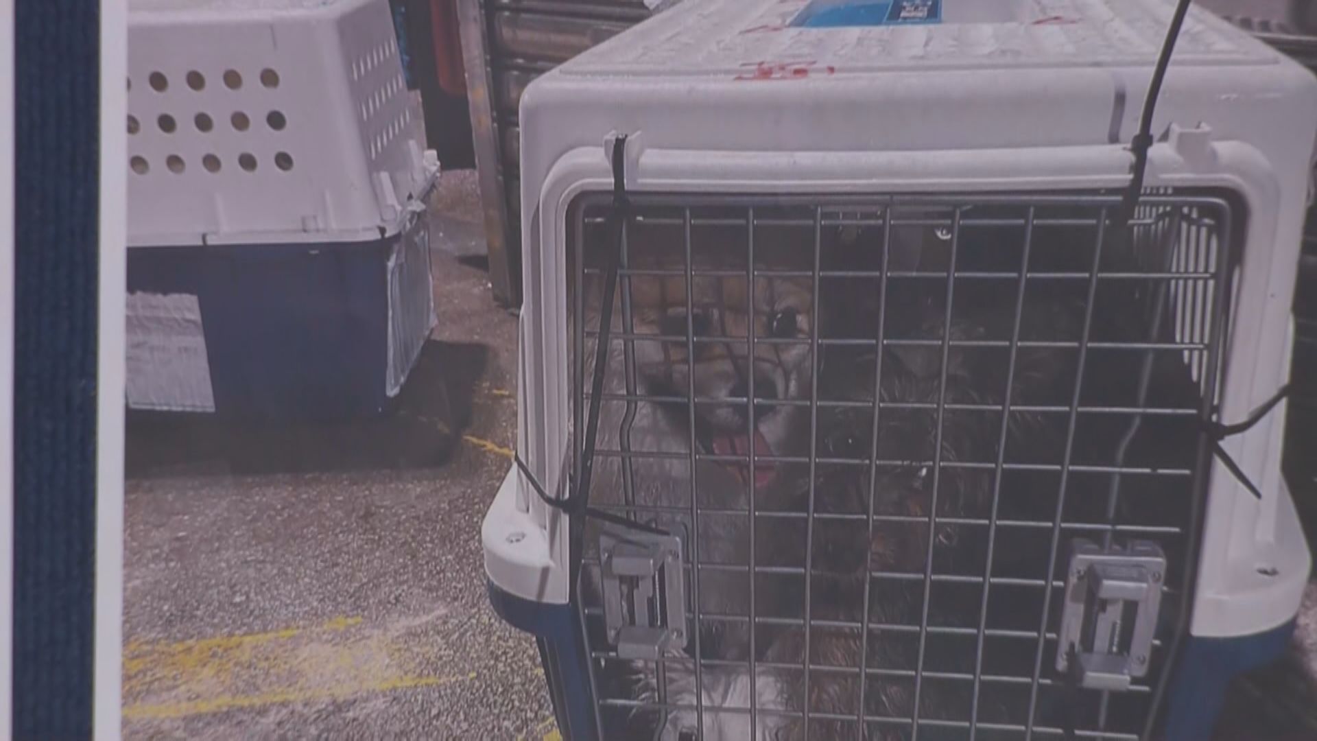 海關不排除有人偷運寵物狗隻回內地與主人團聚