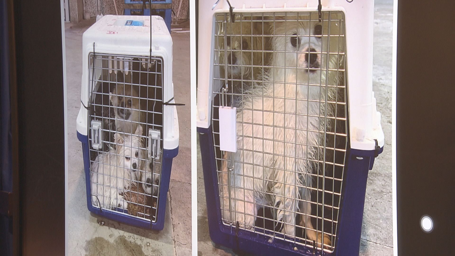 四男三女涉走私寵物回內地被捕　幾十隻貓狗部分疑溺斃