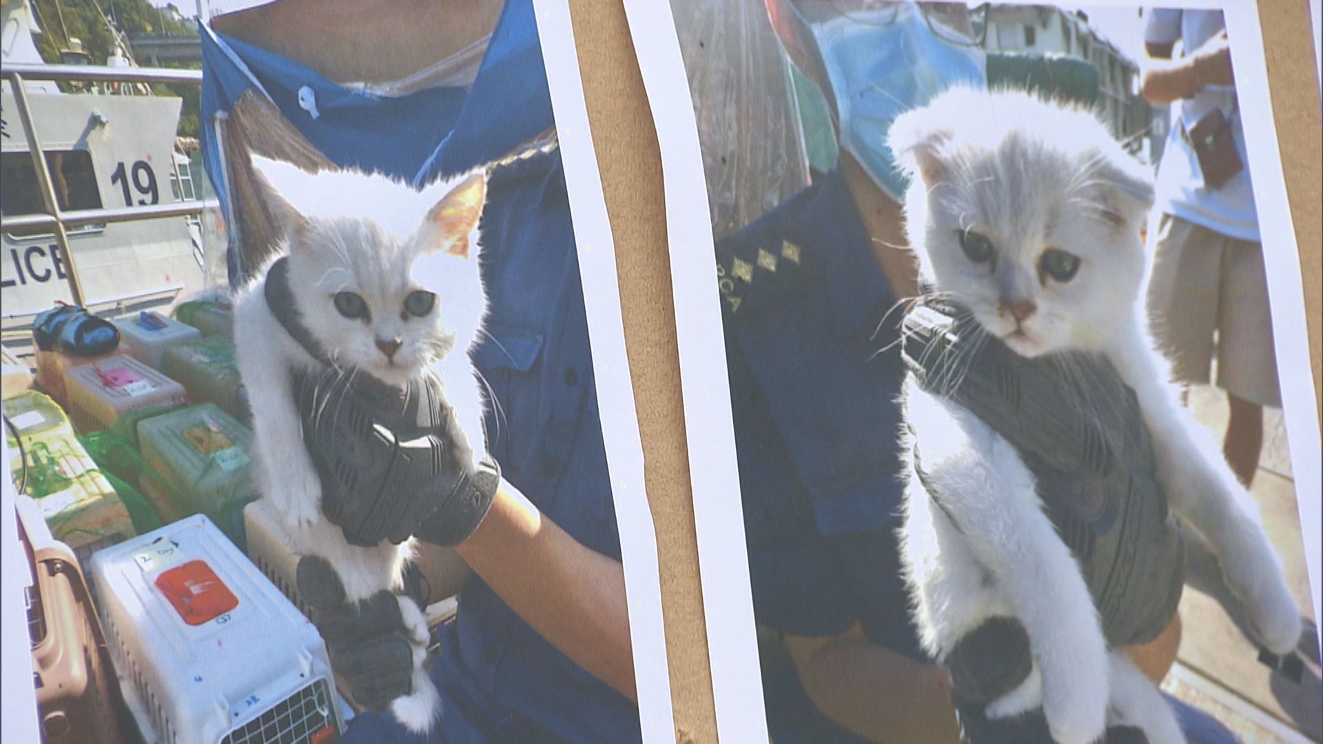 水警海關反走私行動檢獲逾40隻貓狗疑在港販售