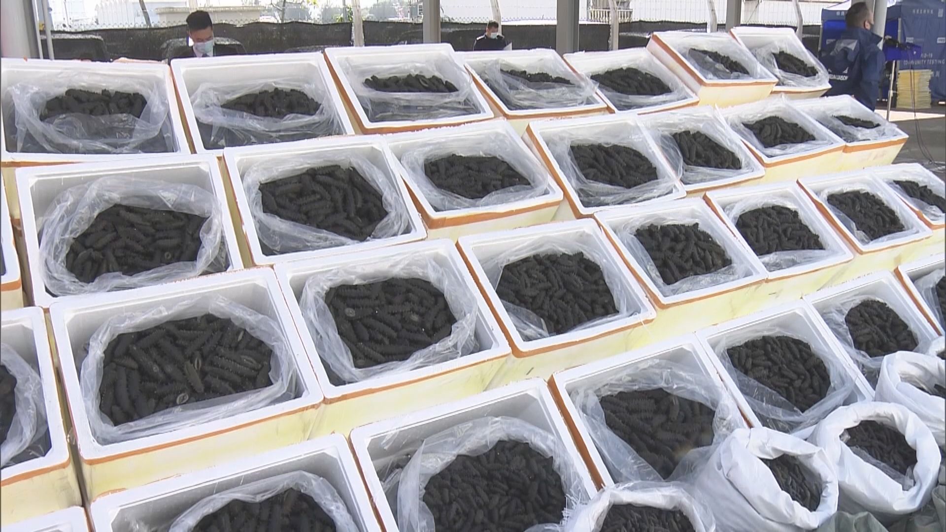 警方海關檢逾三千公斤懷疑走私海參拘七人