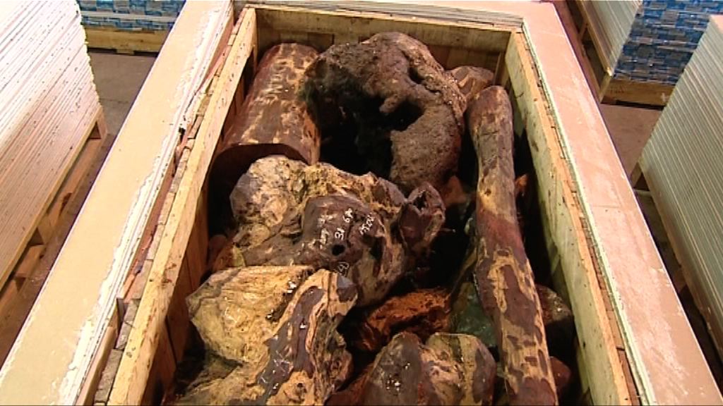 海關今年已截獲85公噸走私木材