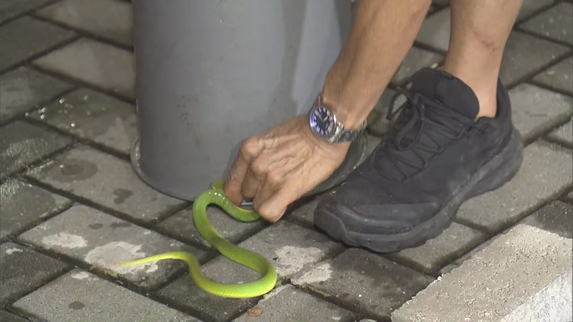 橫頭磡邨六旬女子被蛇咬　送院治理