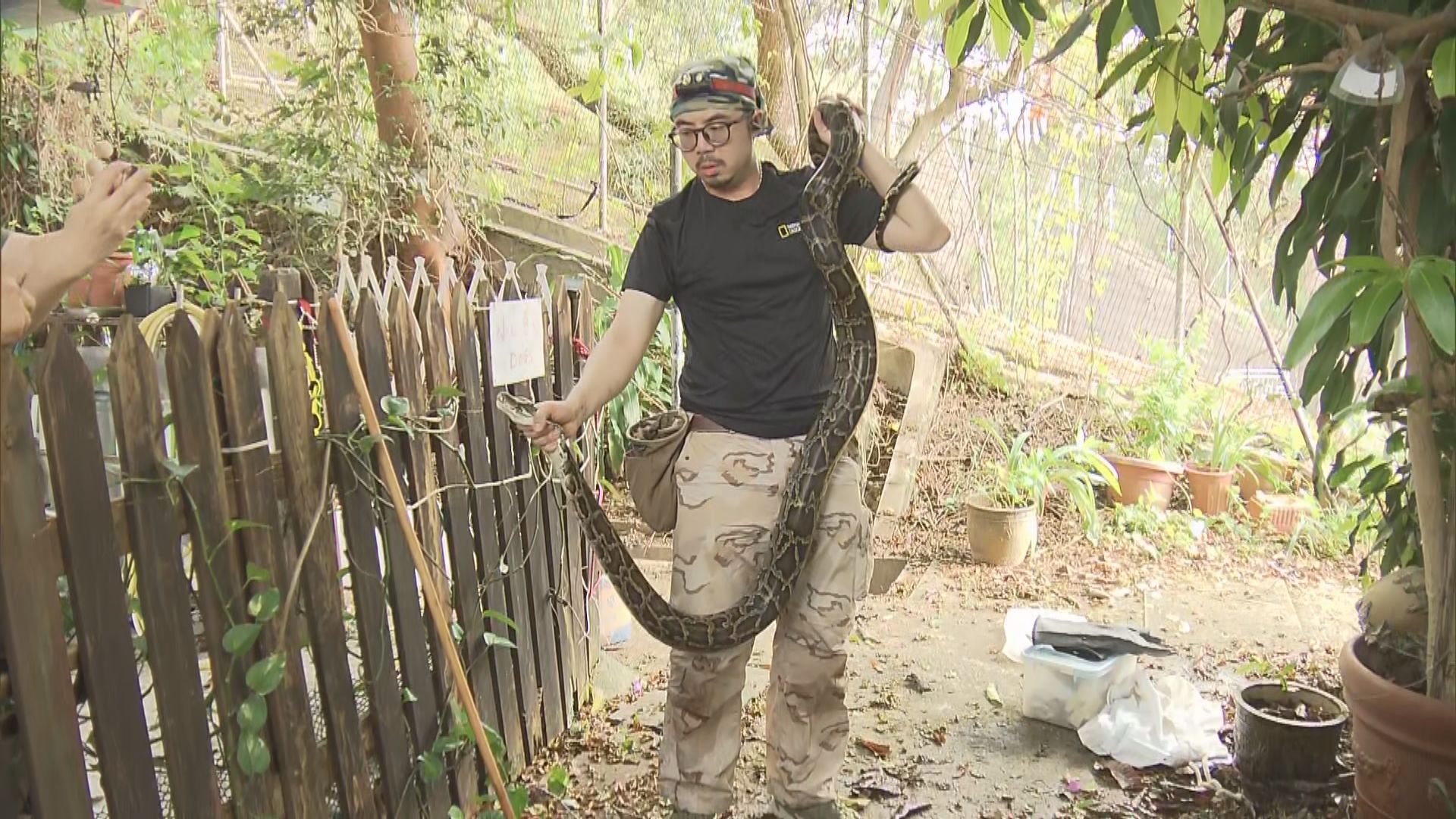 赤泥坪蟒蛇吞噬流浪貓　蛇王生擒檢走