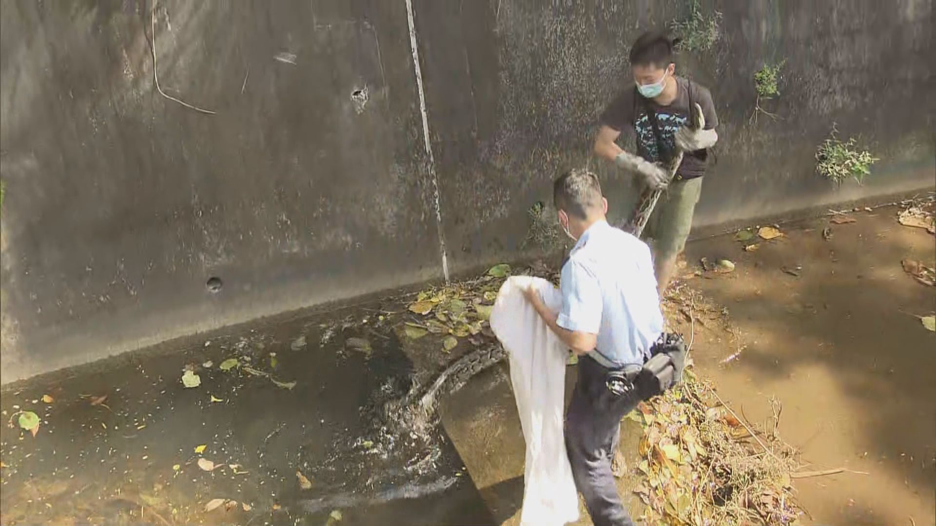 荃灣引水道內發現大蟒蛇　蛇王到場捉走