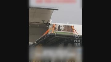 中國兩隻大熊貓出發往西班牙 展開十年旅居生活