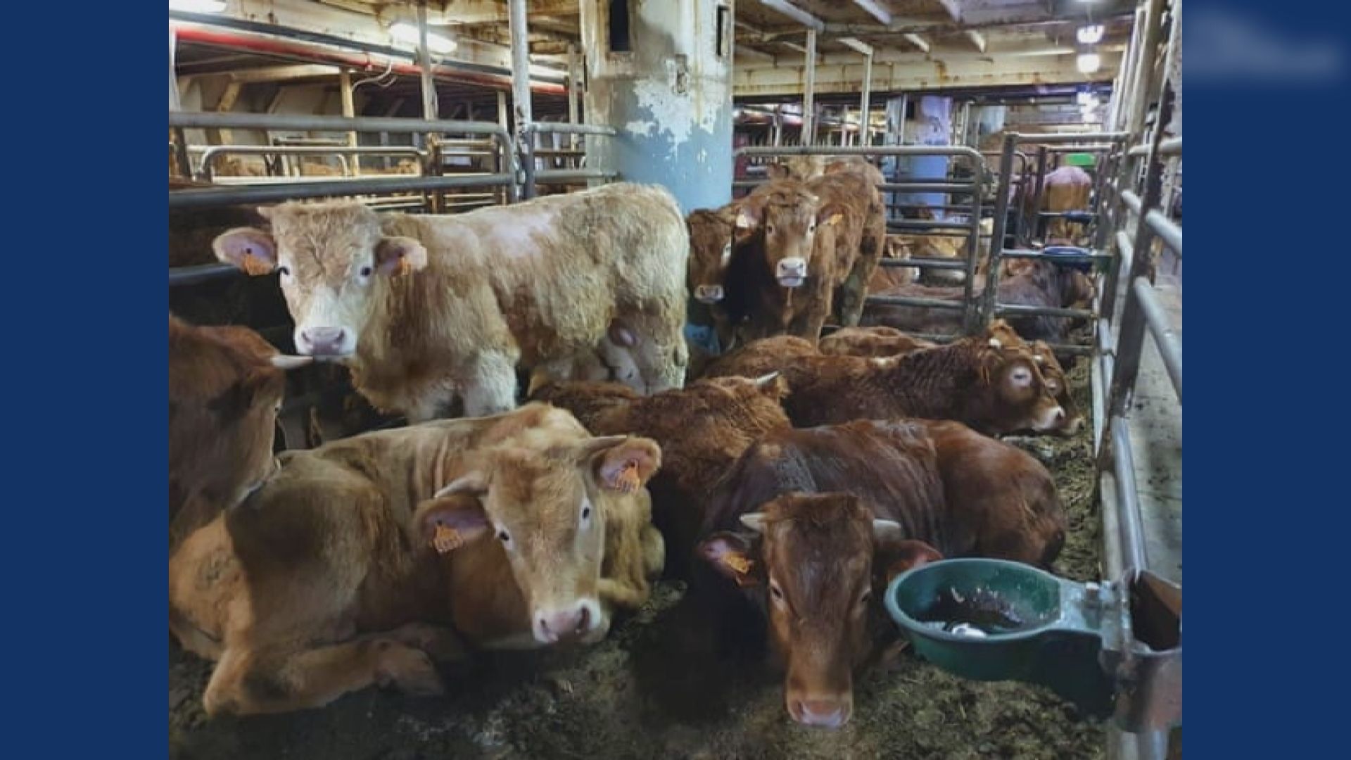 近九百牛無買家接手　滯留海上兩個月