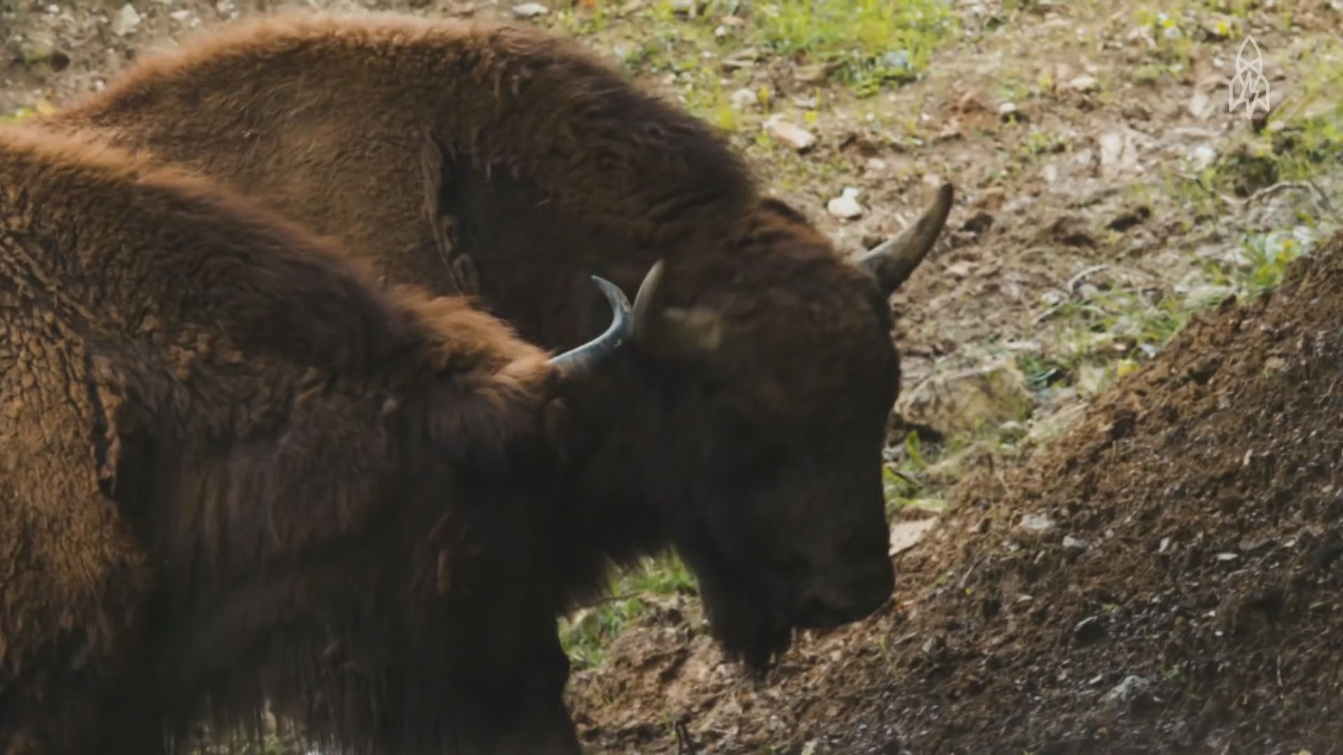新增31個物種被絕滅　歐洲野牛瀕危威脅減少