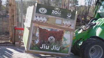 旅西大熊貓冰星及花嘴巴一家五口啟程返回中國