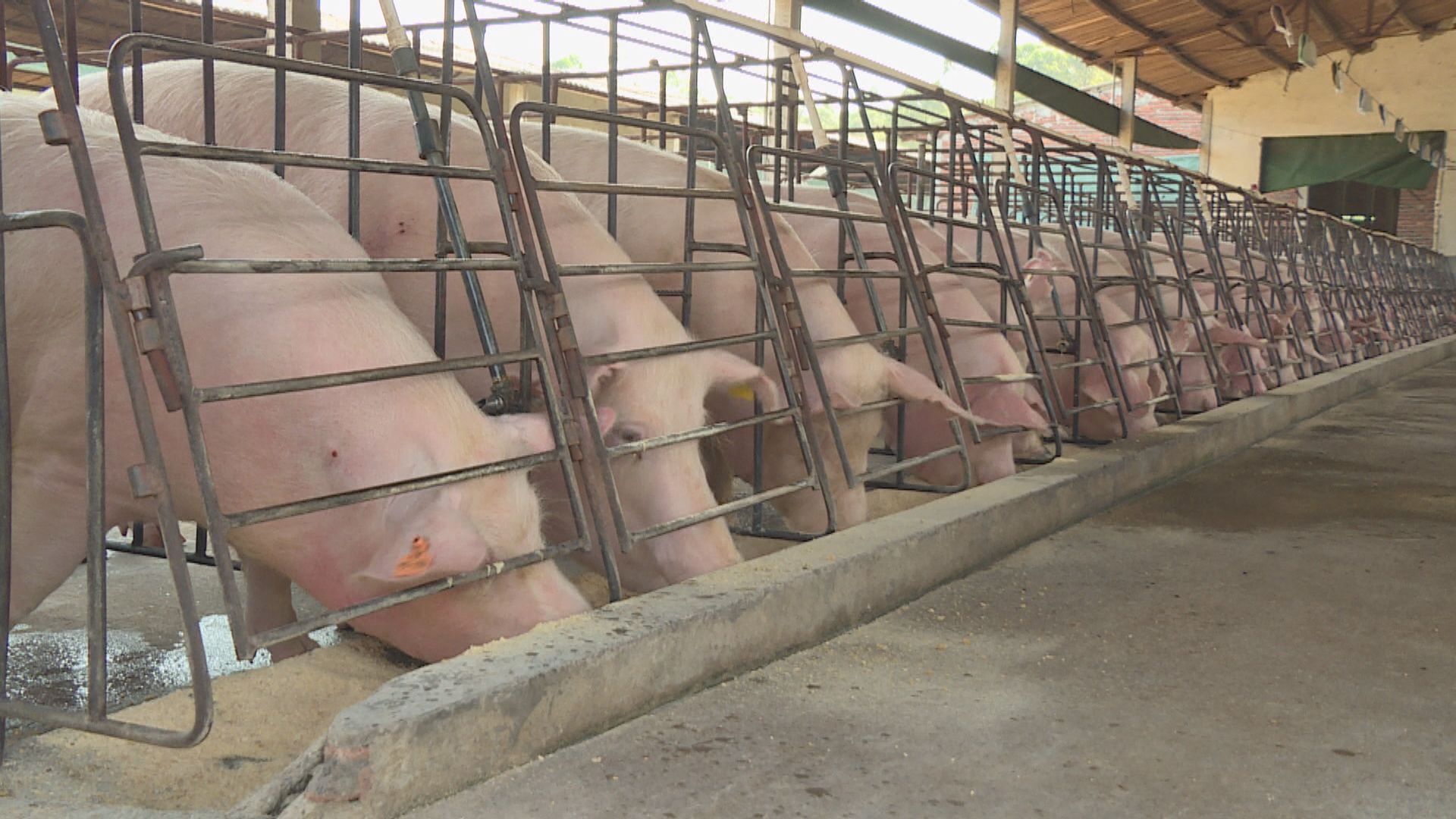 西班牙出現非洲豬瘟個案　中國禁止涉事地區豬肉進口