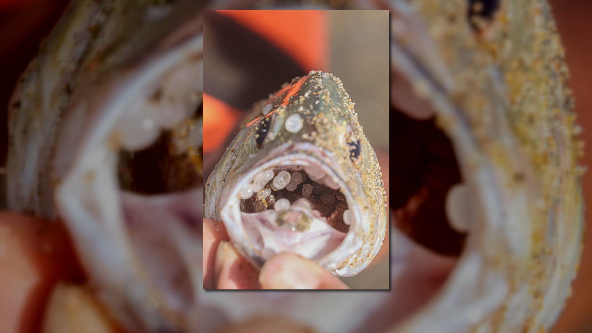 斯里蘭卡貨船起火釀生態災難　有死魚口內充滿膠粒