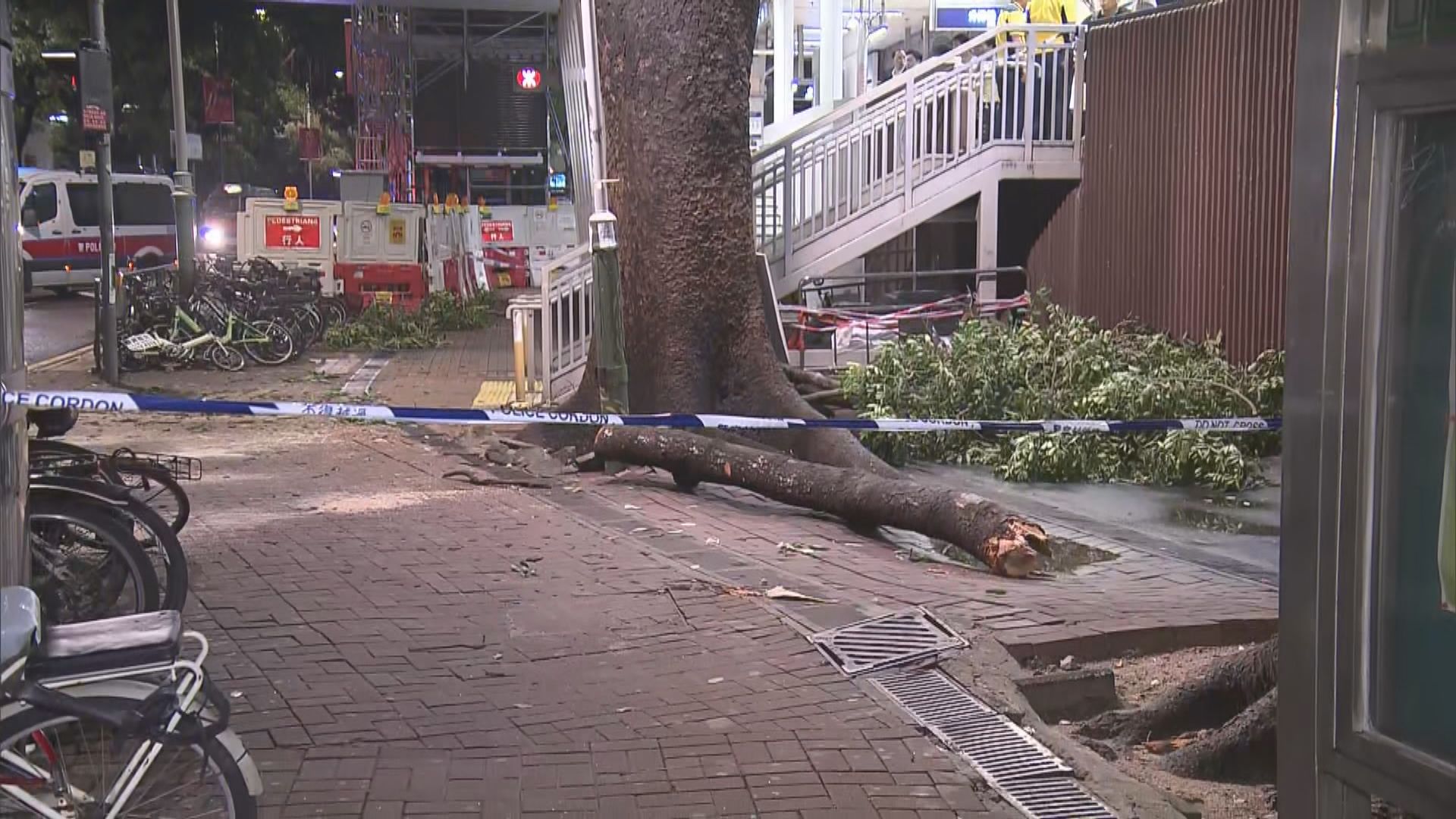 港鐵上水站對開樹幹跌下擊傷四途人