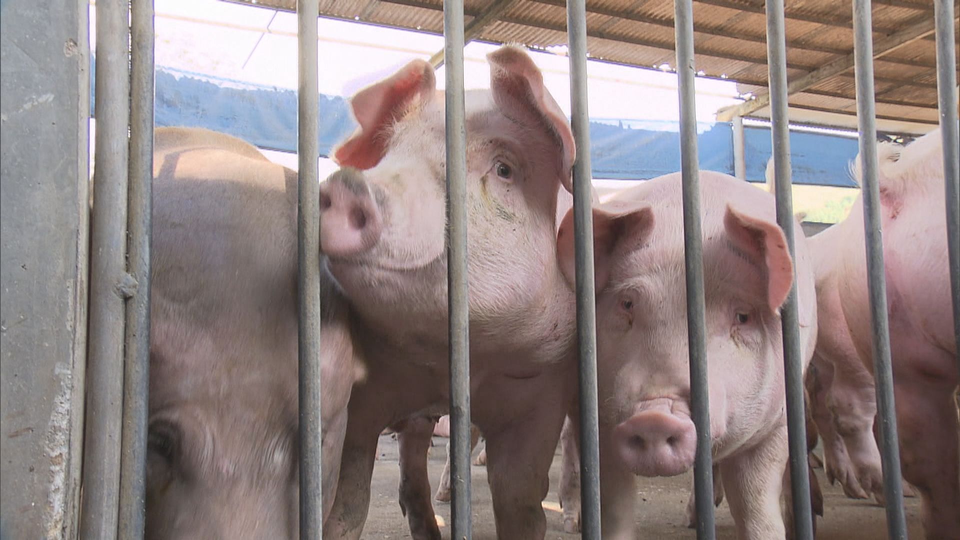 本地首錄非洲豬瘟個案　元朗豬場六隻豬感染