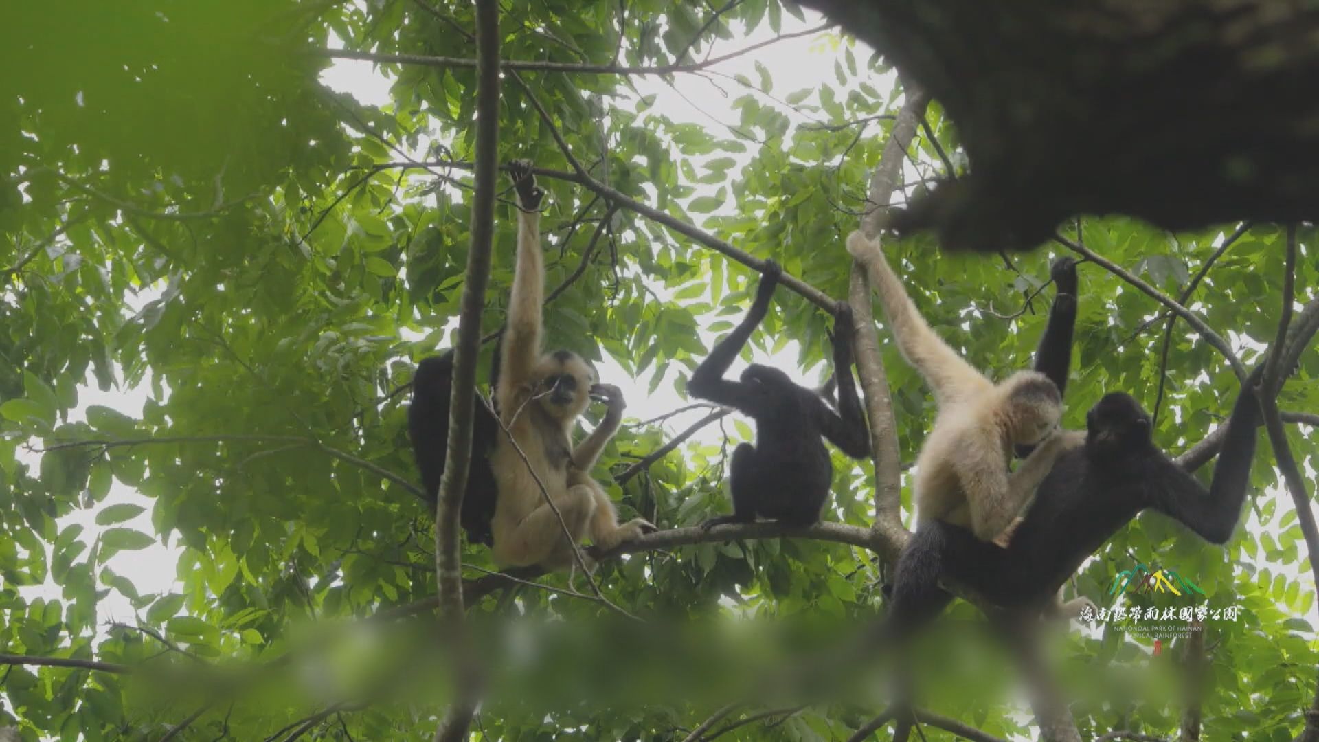 海南熱帶雨林國家公園與香港團隊合作　保育海南長臂猿