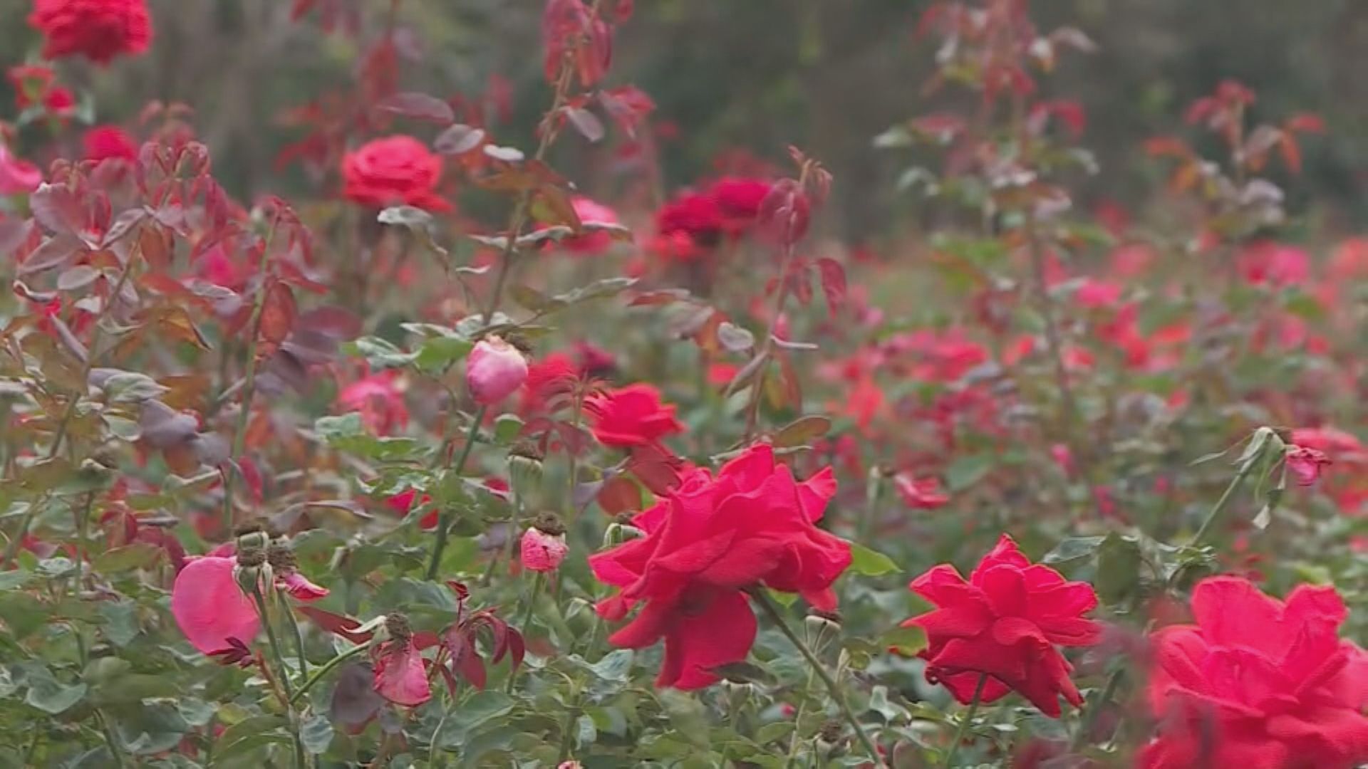 海南發展鄉村旅遊　村民種植改良玫瑰增加收入
