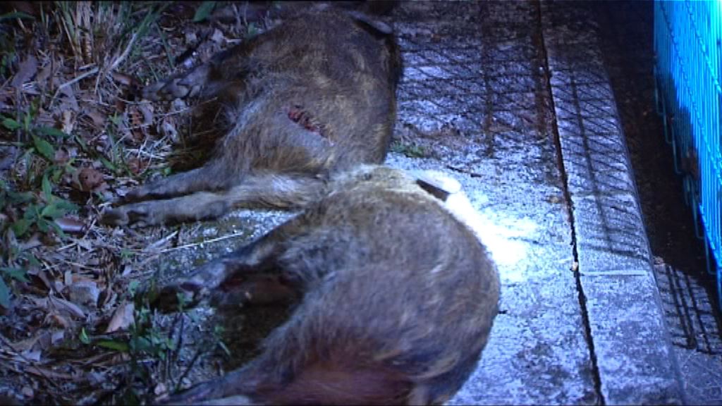 荃錦公路四野豬遭私家車撞死