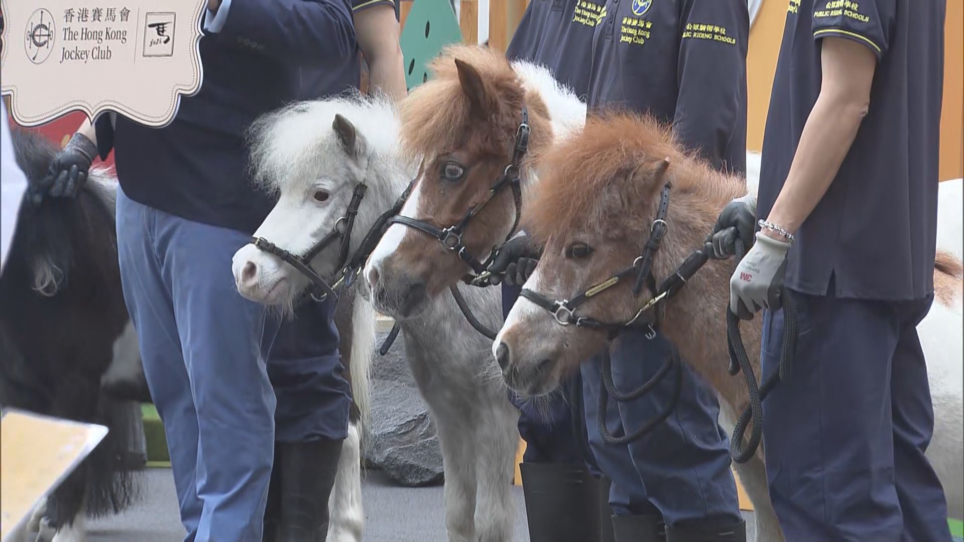 馬年｜大館舉辦動物互動體驗活動　吸引一家大小打卡