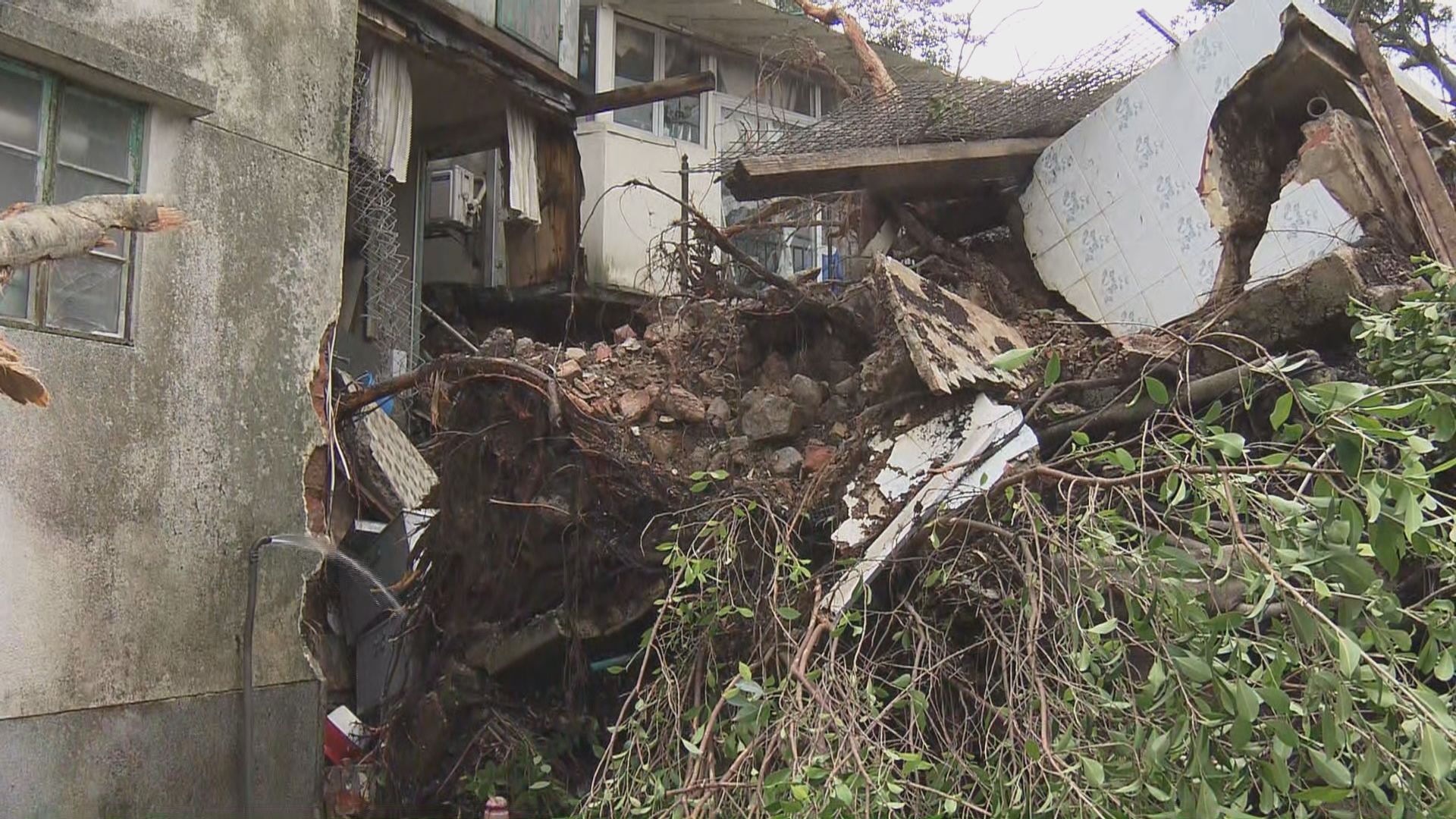 大澳有大樹壓毀房屋居民需撤離