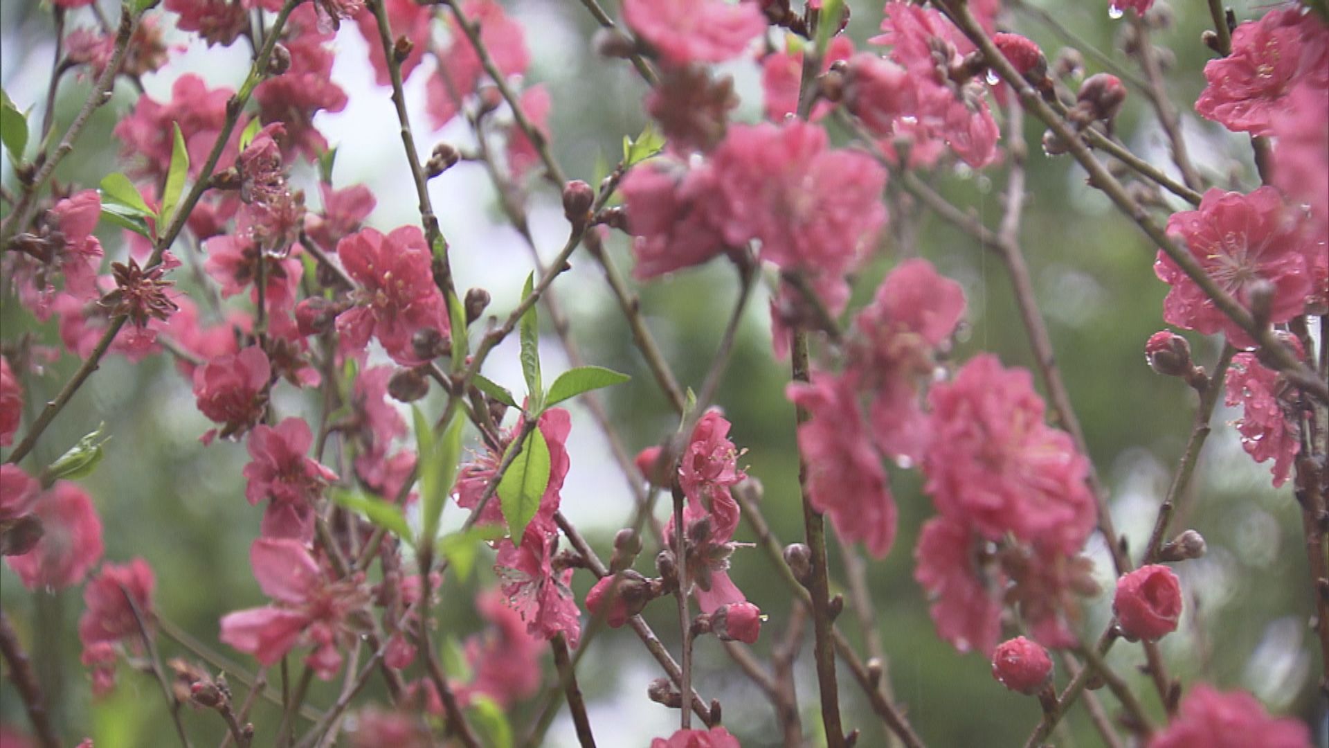 慈山寺植500桃花樹祈福　初七將重開