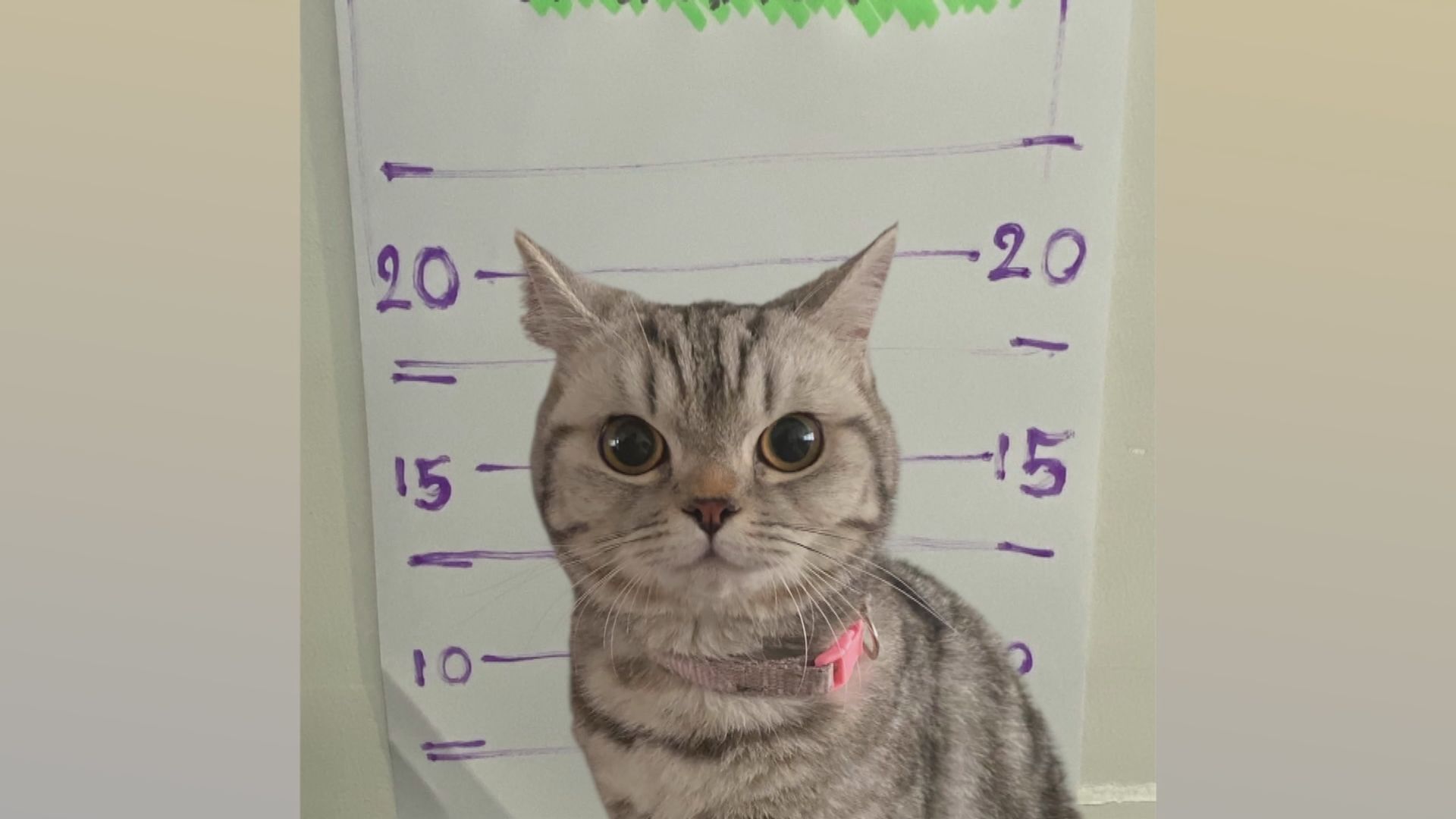 泰國貓咪走失後「襲警」　要拍疑犯大頭照