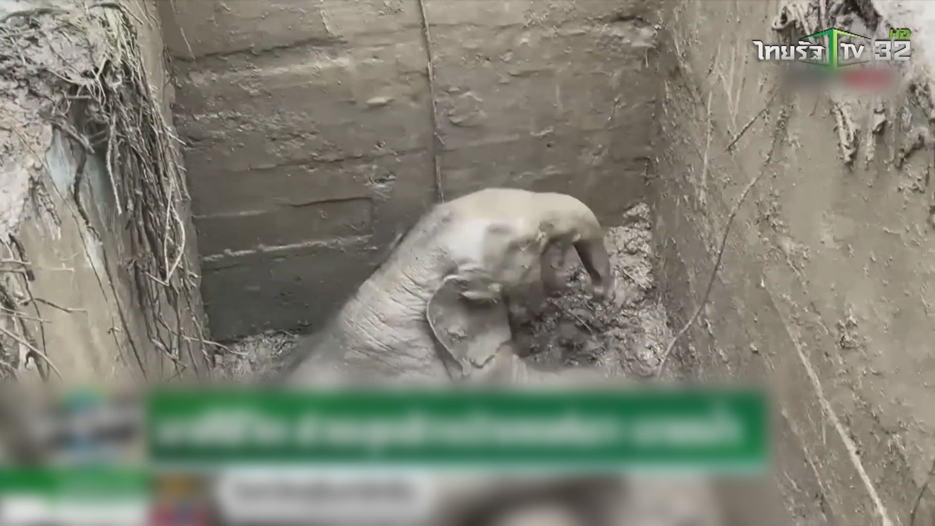 泰國小象墮入排水洞　救援經歷驚險