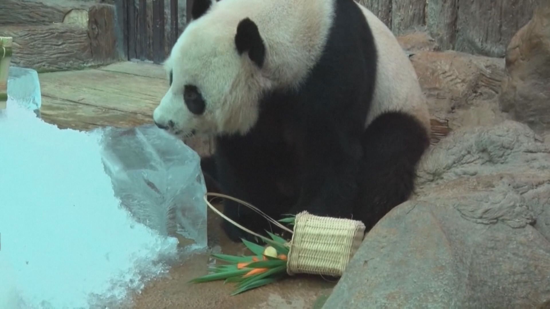旅居泰國近廿年大熊貓林惠離世　未知死因